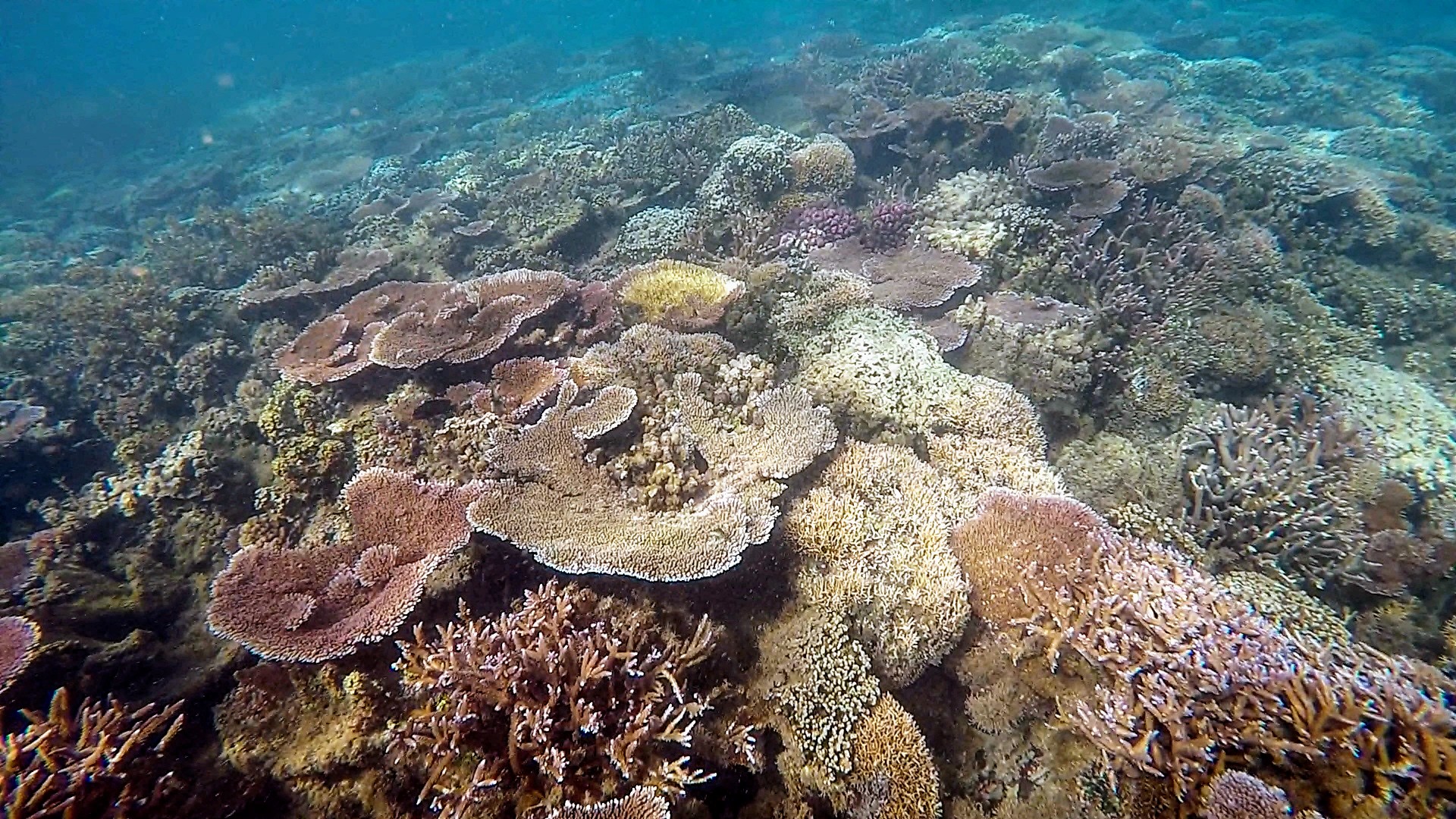 Palolo Deep Snorkelling