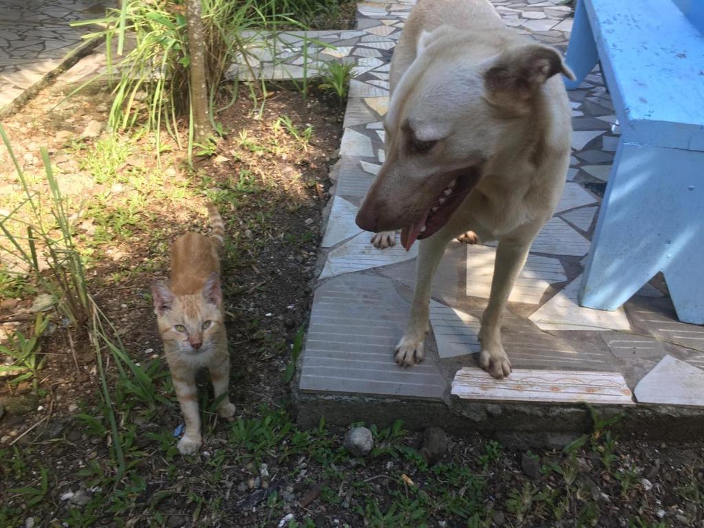 Olivias Accommodation Samoa